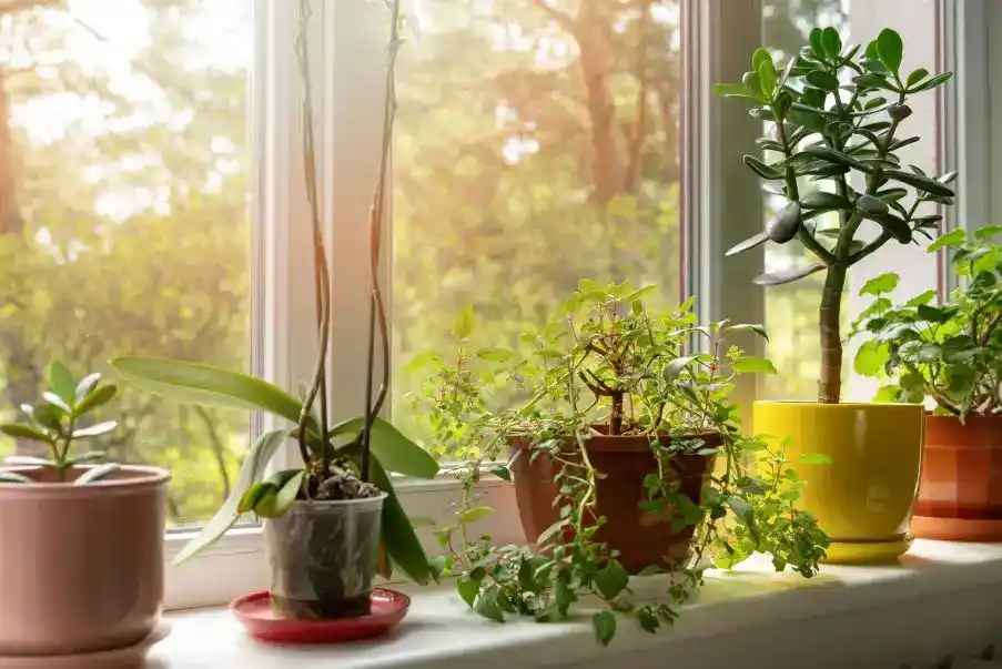 apartment-gardening