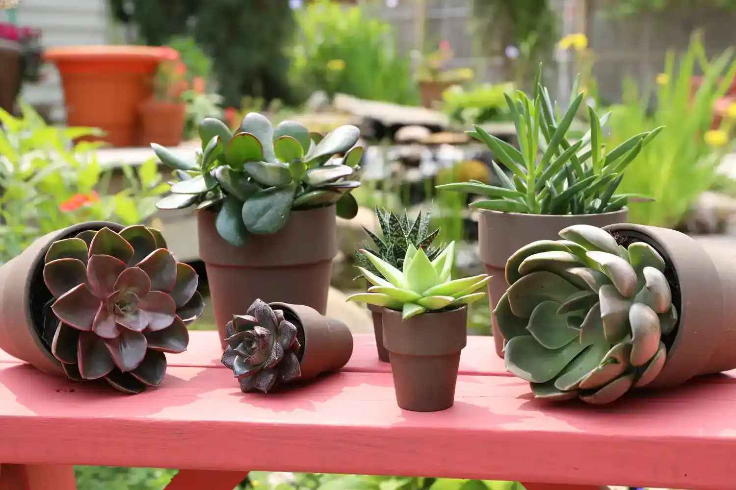 apartment-gardening