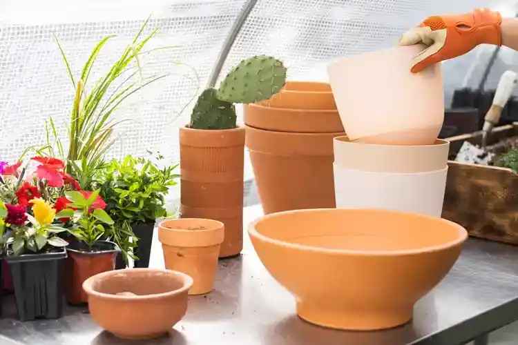 apartment-gardening