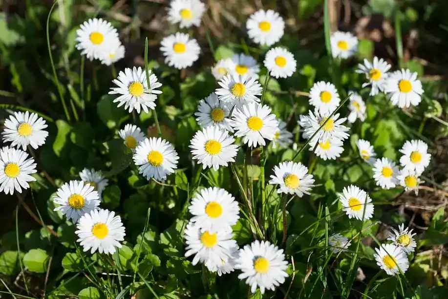 Daisy Flowers: Nature’s Symbol of Purity and Innocence