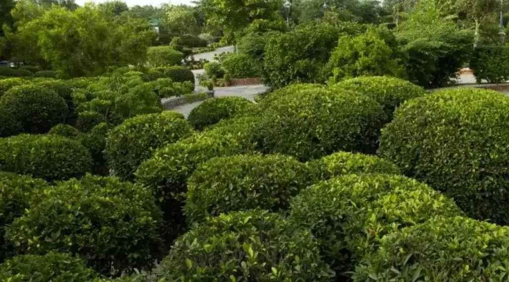 delhi