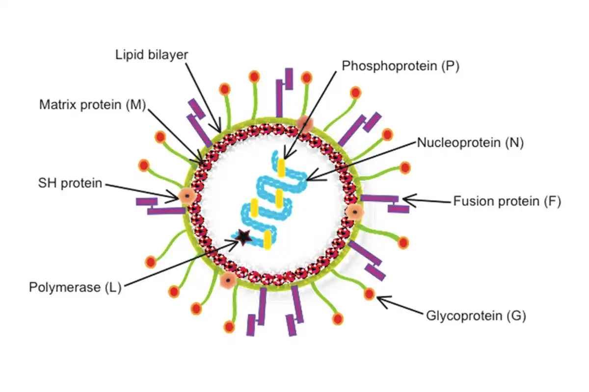 Virology of HMPV