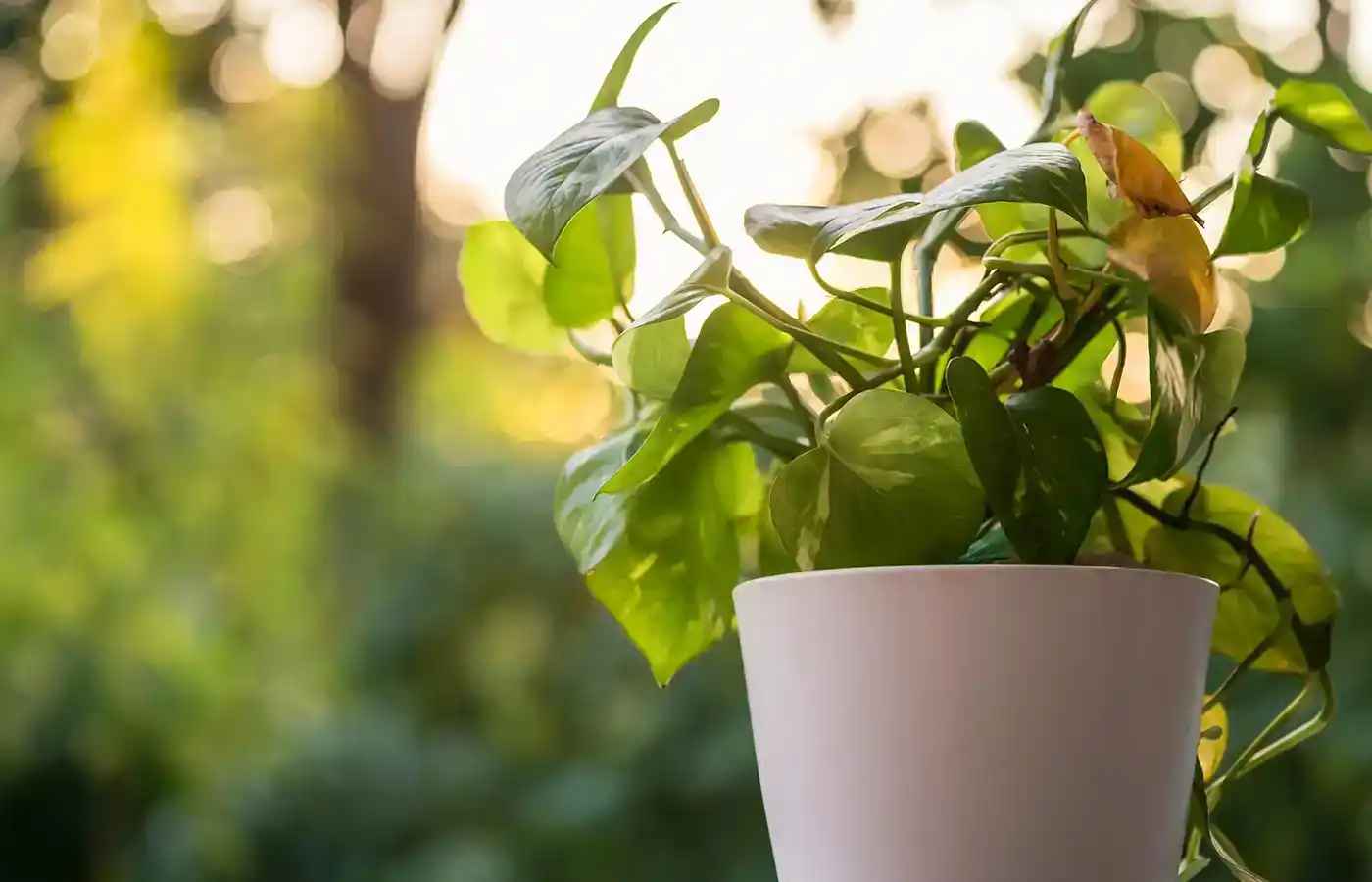 Money Plant: Vastu Direction, Benefits, and Tips for Prosperity