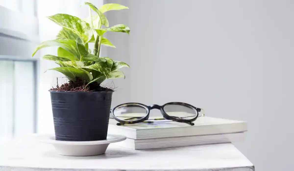 money-plant Flower