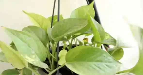 money-plant Flower