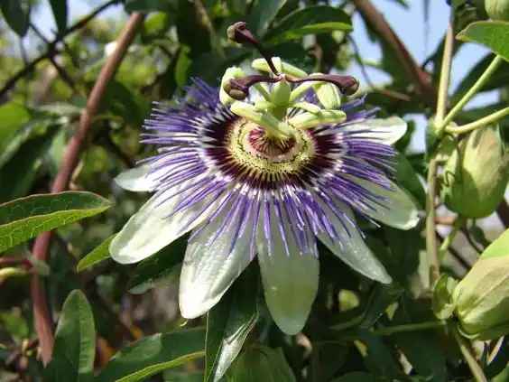 Blue Passion Flower
