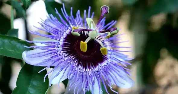 Blue Passion Flower Plant- A Complete Guide to Grow, Tips to Care, and Key Facts