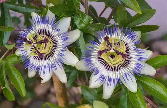 Passiflora Caerulea Flower