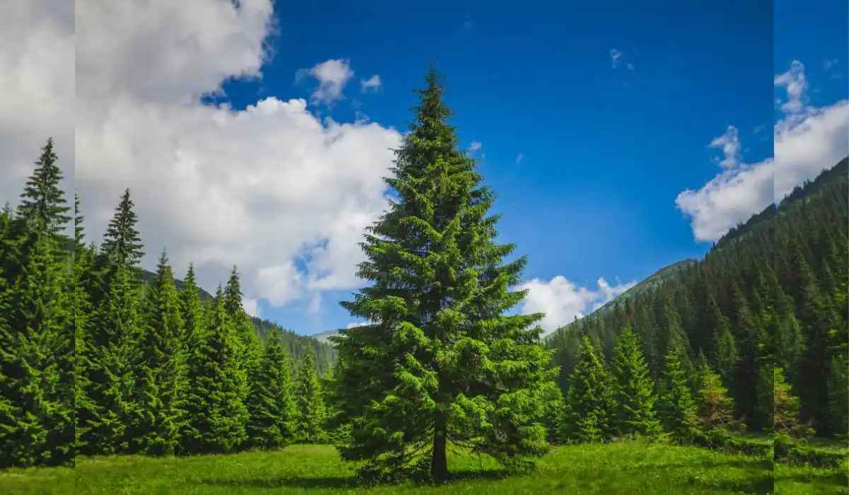 Pinewood Plant Wonders: Beauty, Benefits, and Endless Uses