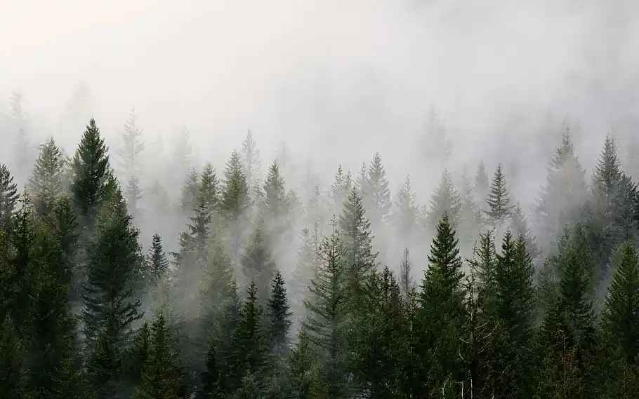 pinewood-plant