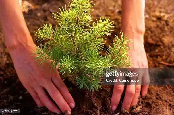 pinewood-plant