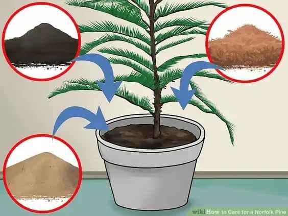 pinewood-plant