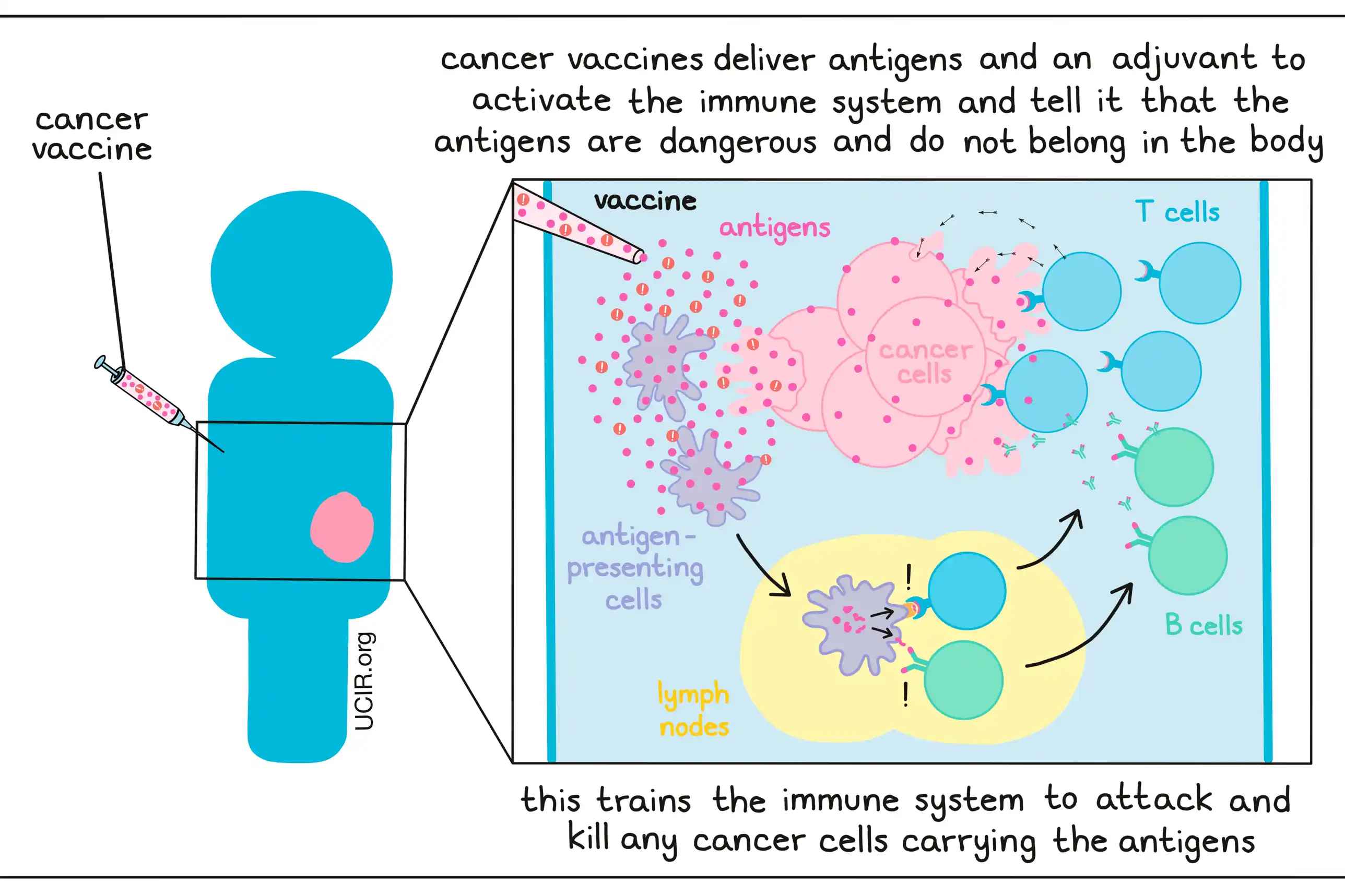 How Cancer Vaccines Work: Key Mechanisms of Action