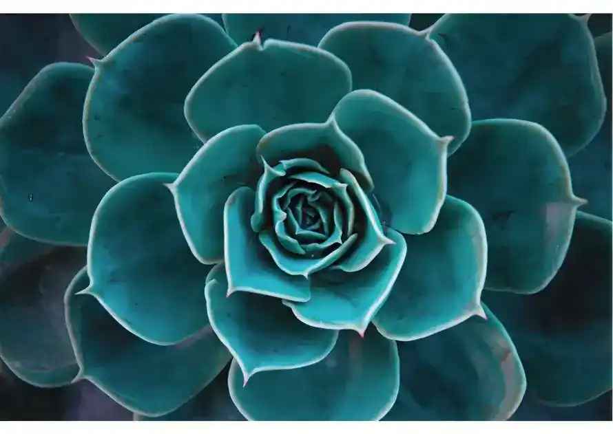 Teal Color